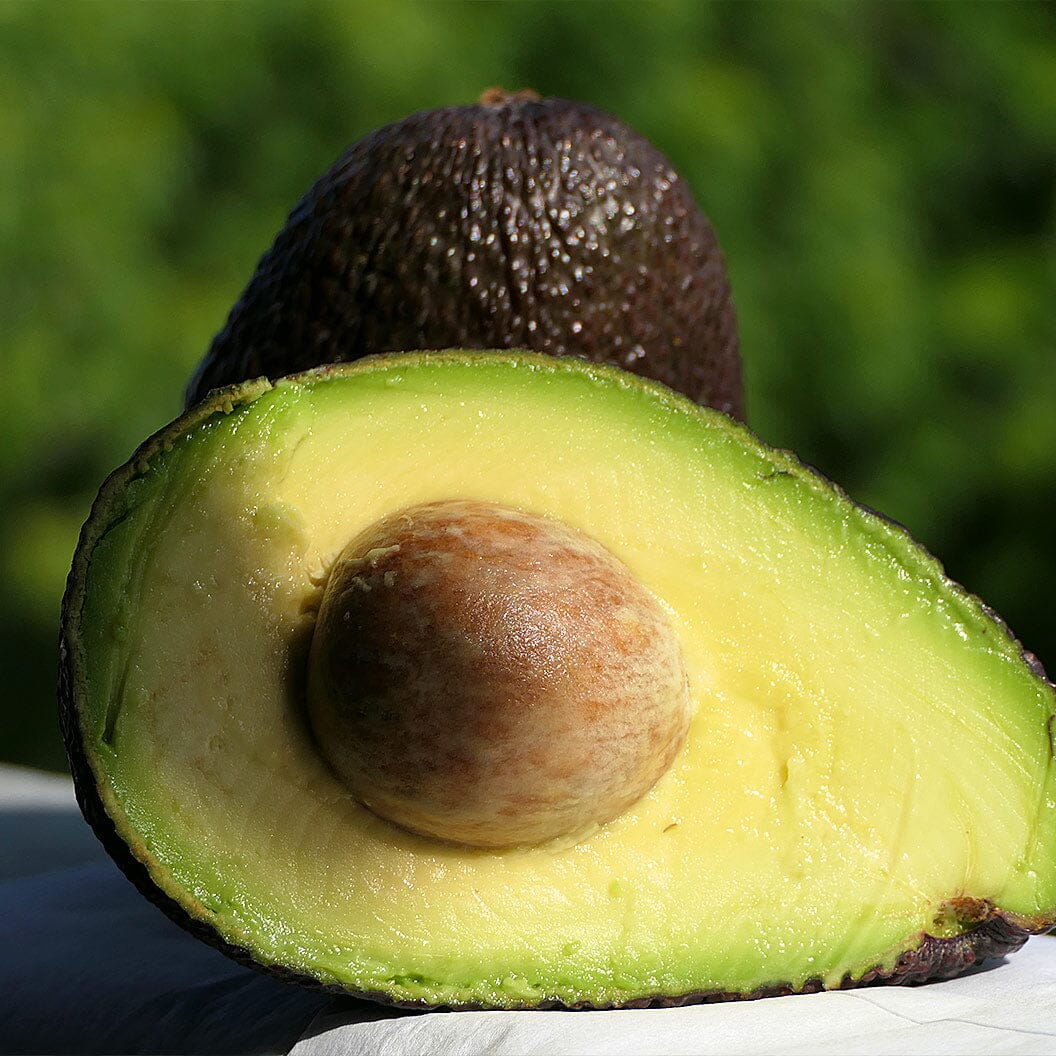 Hass Avocado Trees - For Sale